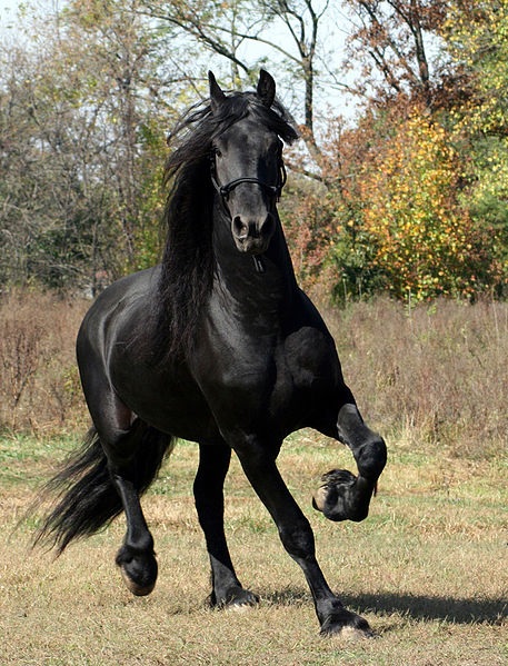How Much Does A Friesian Horse Cost Horsy Land All About Horses,What Is Lukewarm Water