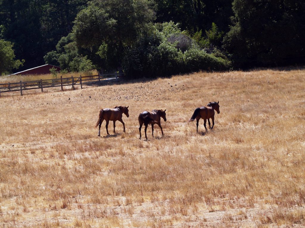 Three morgan horses