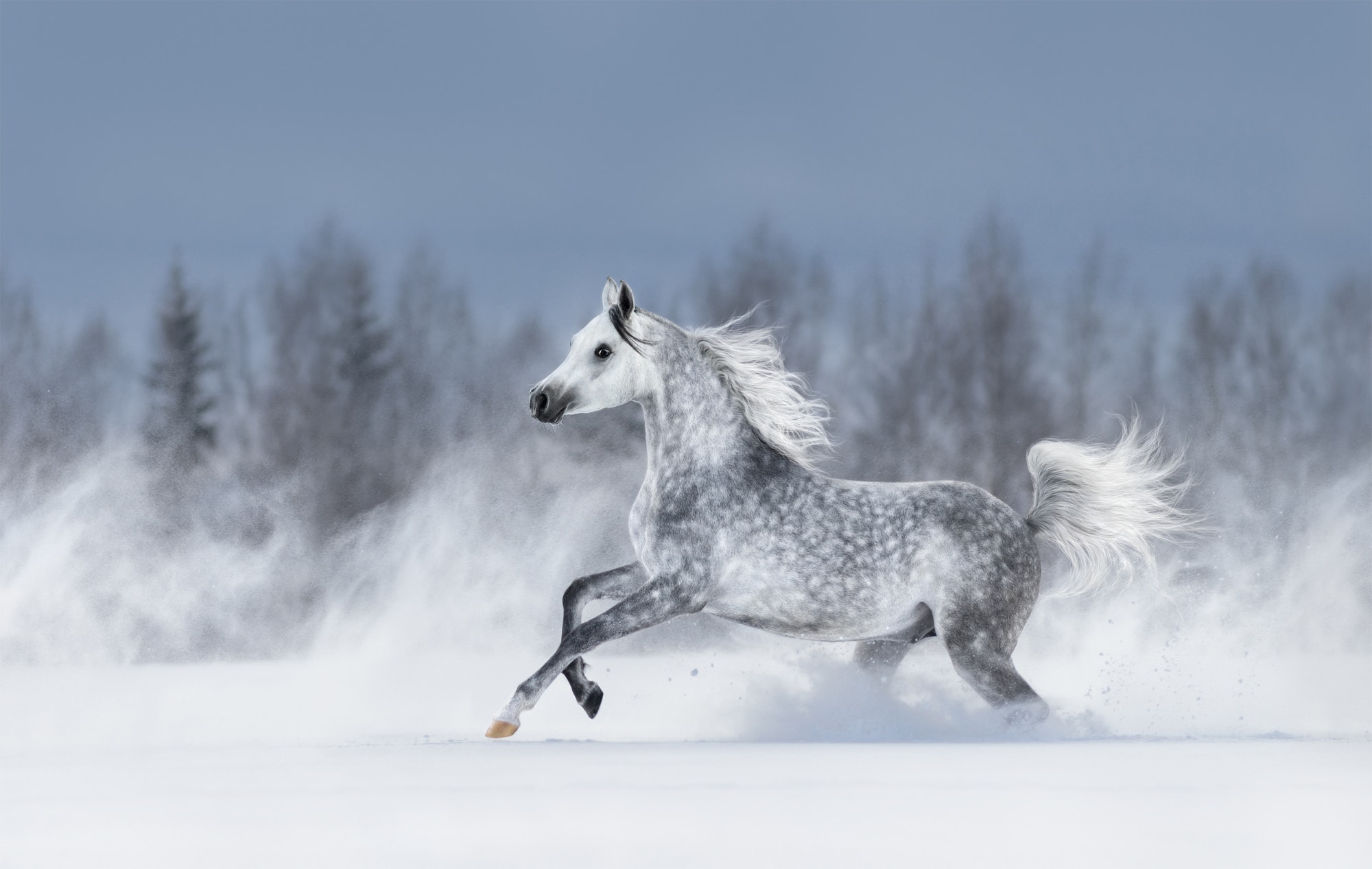 Grey arabian horse galloping during snowstorm