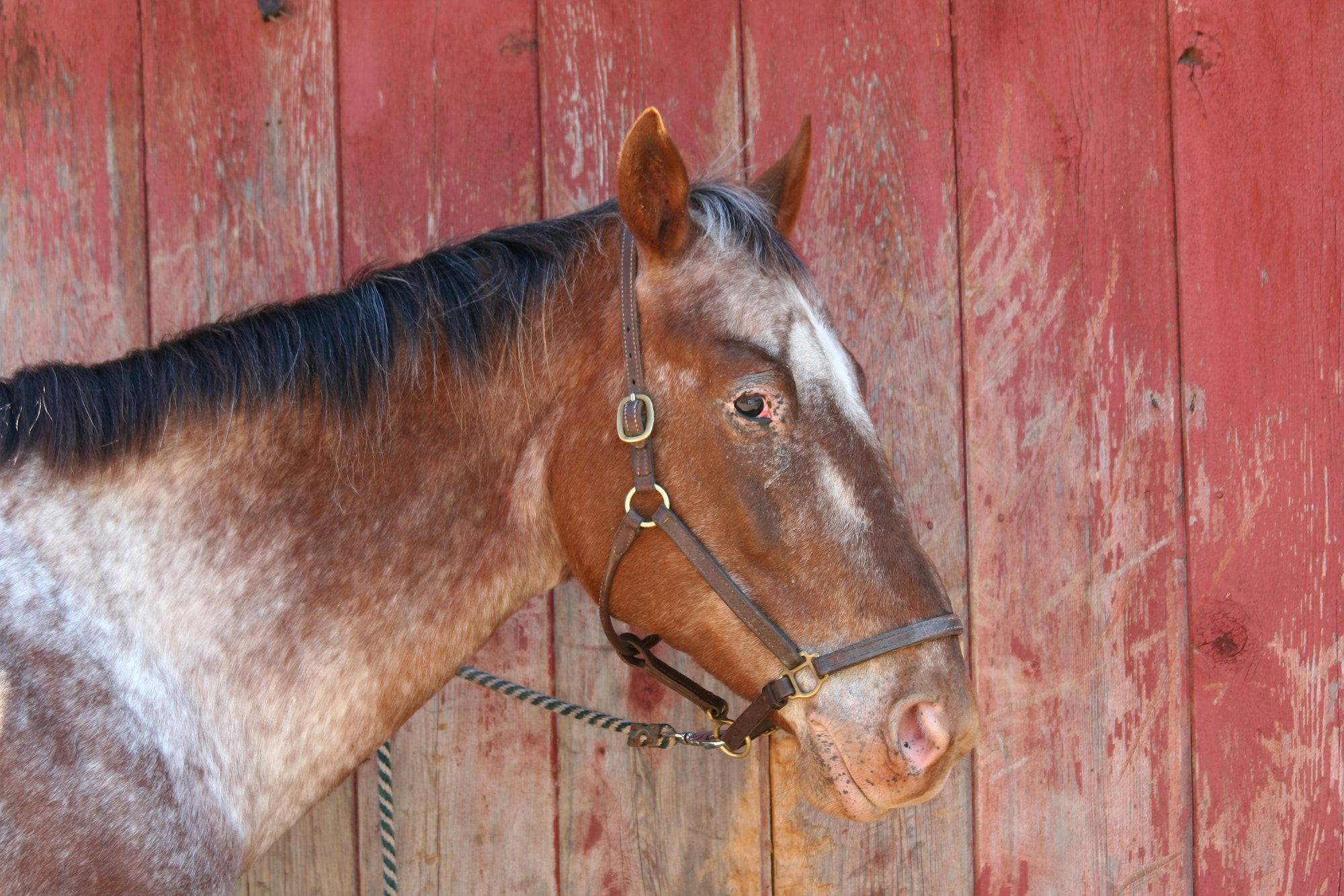 Old brown horse near a barn
