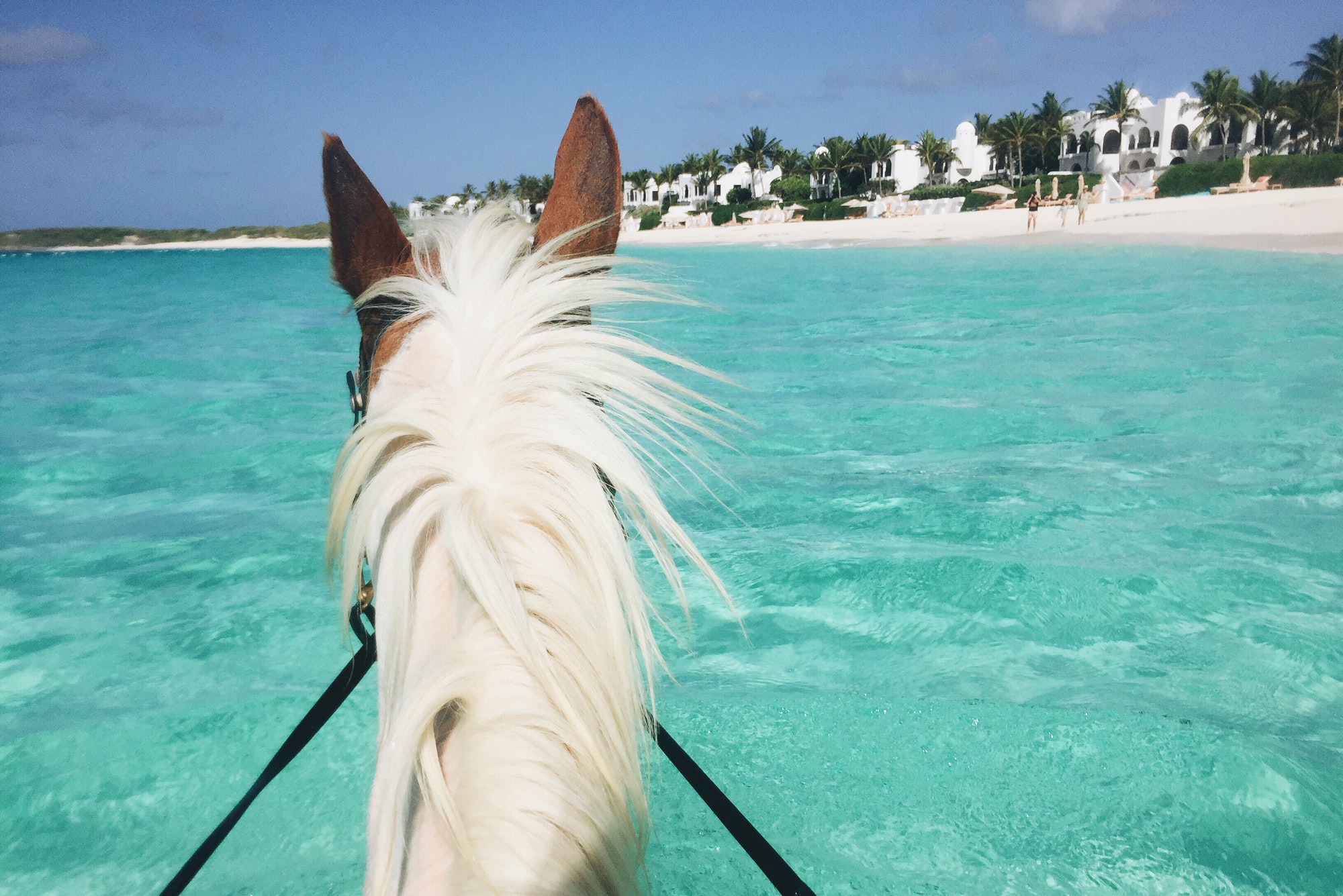 Swimming with Horses in Paradise.